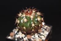 Discocactus-multicolorispinu-HU-542-C
